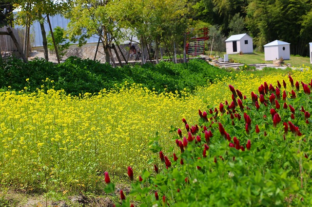 菜の花　満開.jpg